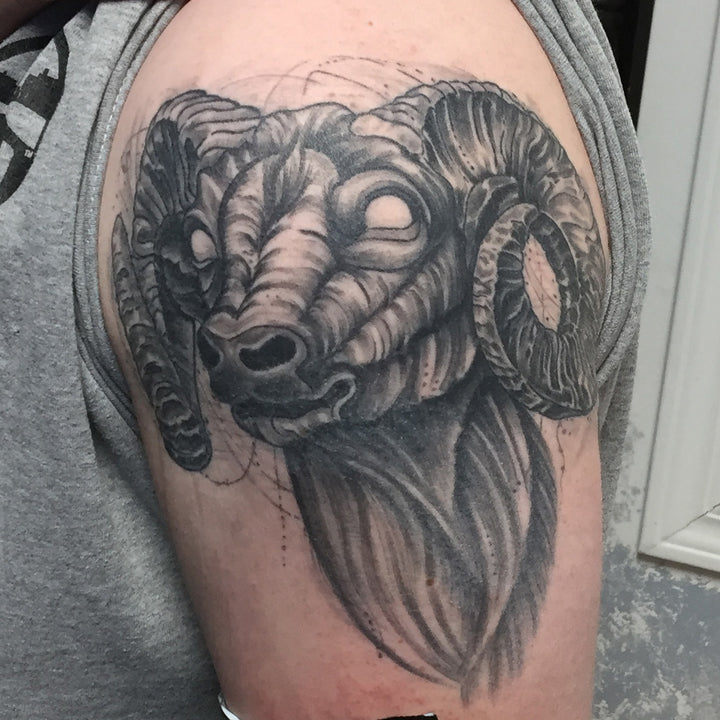 Black and Grey rams head tattoo on a shoulder in a more abstract style